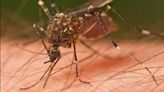 Mosquitoes test positive for West Nile Virus in Wichita Falls