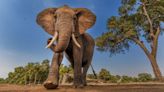 Scientists discover when elephants talk they may use names like humans