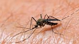 Heavy rains could bring bigger, more aggressive "floodwater mosquitoes" to North Texas