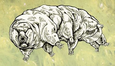 How Do Tardigrades Reproduce? Several Ways, It Turns Out