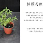 心栽花坊-檸檬馬鞭草/3吋/香料/香草/藥用/食用植物/售價50特價40