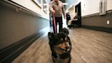 Therapy dog brings joy, comfort to Idaho State Veterans Home Post Falls