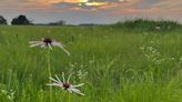 Tallgrass prairie is Kansas’ great natural wonder. Show it off when you have visitors | Opinion