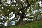 All'ombra della grande quercia