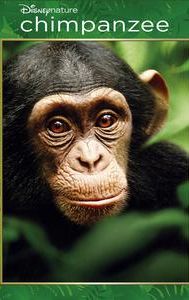 Chimpanzee