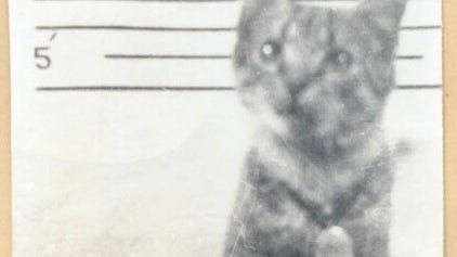 Cat carrier: Meet the feline who lived aboard Battleship North Carolina