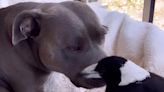 Molly the Magpie reunited with ‘best friend’ Staffordshire terrier after being seized by wildlife authorities