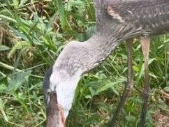 Video shows blue heron savoring large rat in New York's Central Park