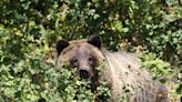 Veteran played dead as grizzly mauled him in Grand Teton National Park, officials say