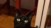 This black cat has waited 500 days in a Bergen shelter. Viral video may help her find home