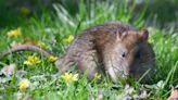 Rats and mice can introduce harmful pathogens to your garden – how to deter them