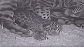 Check out the newest jaguar in town: First new cub born at Jacksonville zoo in 10 years