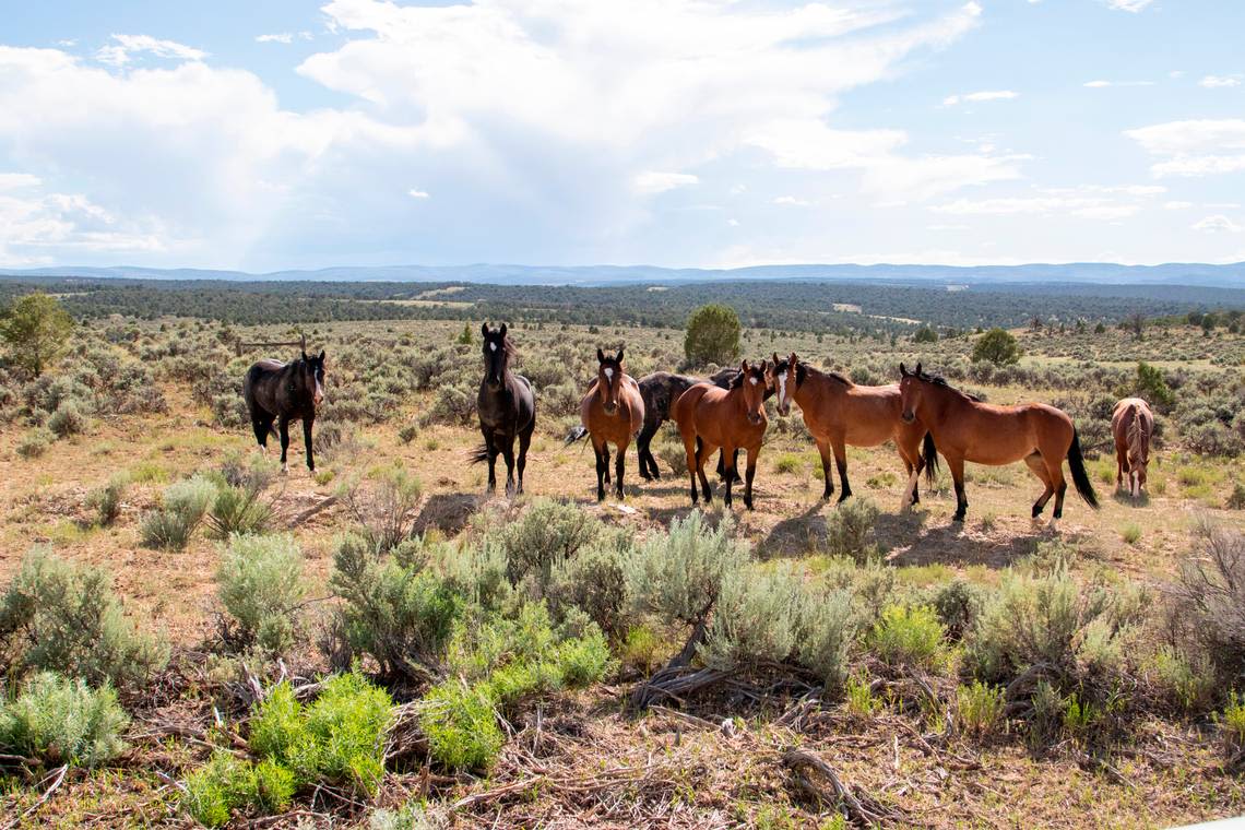 85 wild horses to make rare appearance in Charlotte area. The feds want you to adopt one