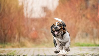 Basset Hound's 'Short Stubby Legs' Steal the Show As She Navigates Agility Course