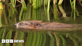 Beavers key to easing impact of flood and drought in Devon