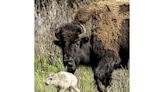 Move over grizzlies and wolves: Yellowstone visitors hope to catch a glimpse of rare white buffalo | Texarkana Gazette