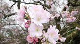 Early spring has slowed, National Trust says as it launches blossom campaign