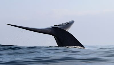 Disminuye un 36 % la población de ballena azul en el sur de Chile en catorce años