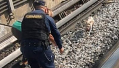 Metro CDMX hoy: Perrito invade vías en Línea 3 y provoca retrasos en servicio