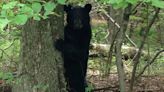Dog killed in bear attack in North Jersey town as police report multiple encounters