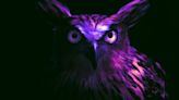 Night Owls Have Superior Cognitive Function, Study Finds