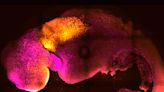 Scientists use stem cells to create synthetic mouse embryos