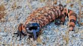 Man dies after bite from pet Gila monster, a venomous lizard illegal to own in Nevada