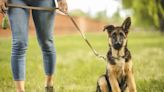 Human Cheek Swab Tests Accuracy of Dog DNA Tests