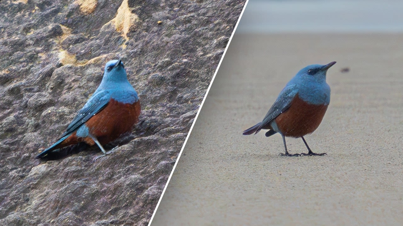 Oregon teacher captures images of 'very rare' bird never before seen in US