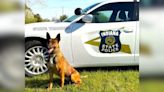 ISP K-9 Officer Daisy receiving protective vest