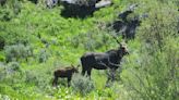 Nevada's first big-game moose hunt will be tiny as unusual southern expansion defies climate change