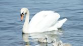 Teenagers Arrested for Allegedly Kidnapping a Local Swan That Was Later Cooked and Eaten