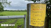 Derbyshire: Man taken to hospital after being trampled by cows