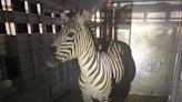 Escaped zebra captured after nearly a week on the lam