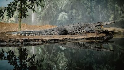 'Most difficult decision of my life': Typhoon Yagi compels Thai crocodile farmer to kill 125 reptiles