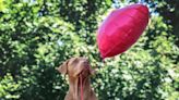 Rescue dog watching TV holding "emotional support balloon" melts hearts