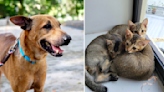 Fostering animals in Singapore: How do fosterers cope after their pets have been rehomed?