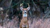 '12 million pounds of venison' harvested statewide by end of Ohio's muzzleloader season