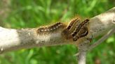 Rash-causing caterpillar found in NH for first time in 75 years