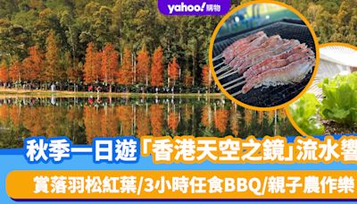 秋季好去處｜香港天空之鏡流水響一日遊！賞落羽松紅葉/3小時任食BBQ/親子農作樂