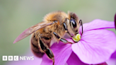 Brighton: Bees face threat from glyphosate weed killer say gardeners