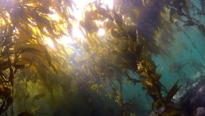 Una geógrafa chilena mapea los bosques de algas que impactaron a Darwin en el Atlántico sur