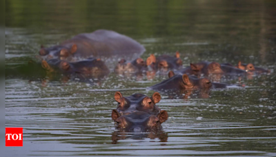 Hippo attack kills zookeeper | Ranchi News - Times of India