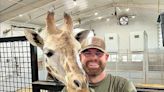 Chiropractor works on giraffe, is nuzzled: ‘Giraffes are just giant dogs?’ | Texarkana Gazette