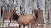 Utah issuing antlerless big game hunt permits. You'll have 2 weeks to apply for drawing