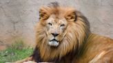 Degenerative joint disease forces Greenville Zoo to euthanize Chuma the lion