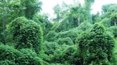 Answer Man: Is kudzu a problem inside national forests, parks near Asheville?