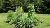 Henry Homeyer: Plan now for a vegetable garden in the lawn