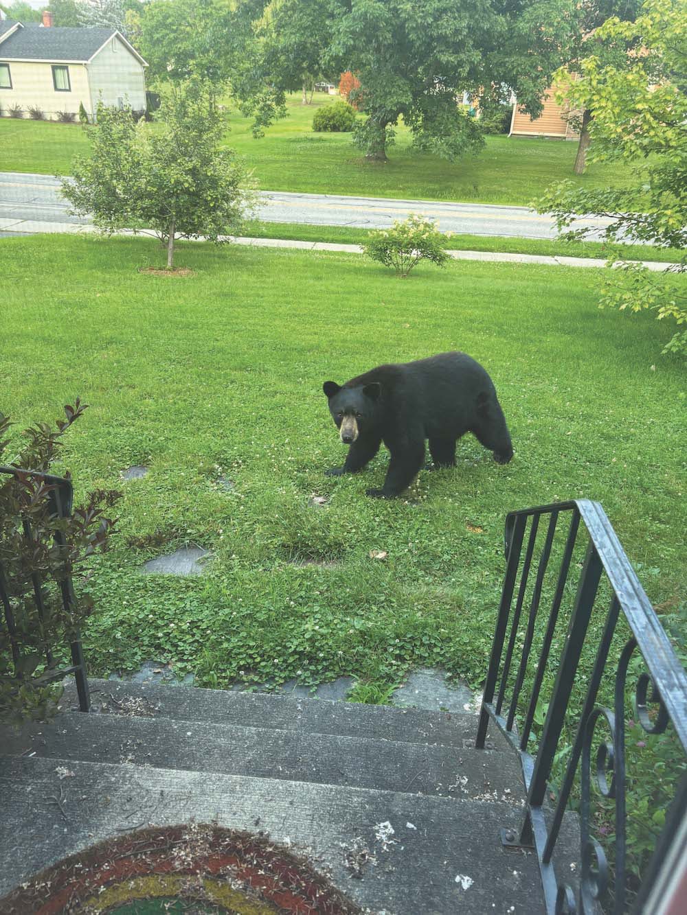 Bear sightings on the rise around county - Addison Independent