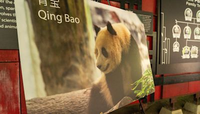 China to send two young giant pandas to Washington later this year